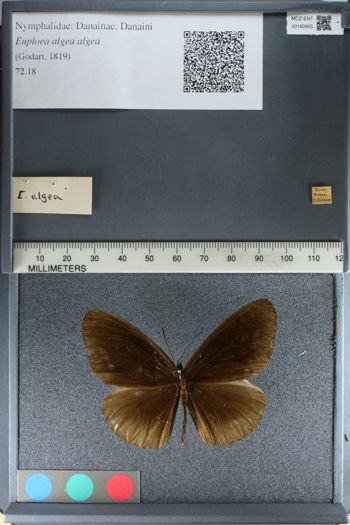 Media type: image;   Entomology 160955